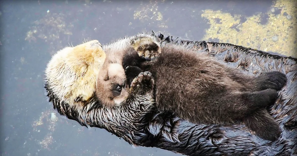 A sea otter floats on its back, holding its paws together, with its head resting on its front paw.