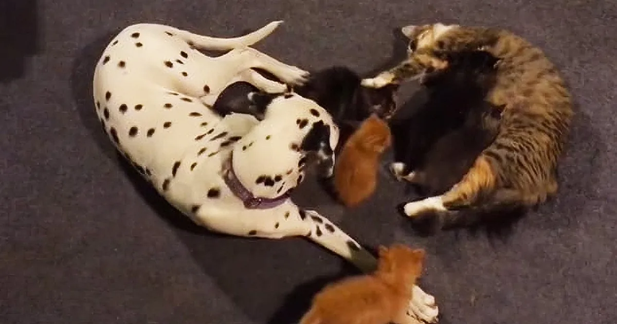 This Super Sweet Dalmatian Shares Parenting Responsibilities With This Mother Cat