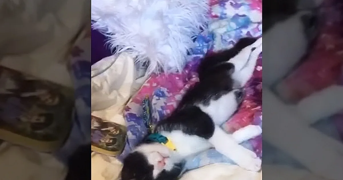This Adorable Foster Kitten Is Obviously Having a Dream About Drinking Milk