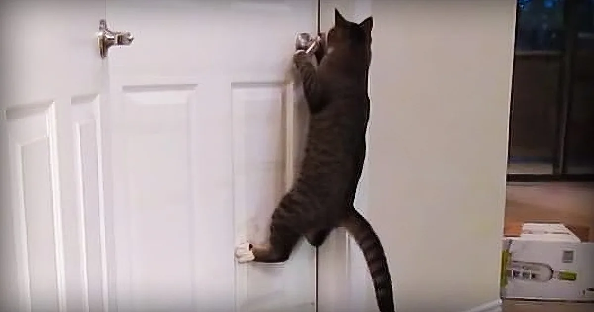 A cat is playfully batting at a door handle with its paw in a series of three images.