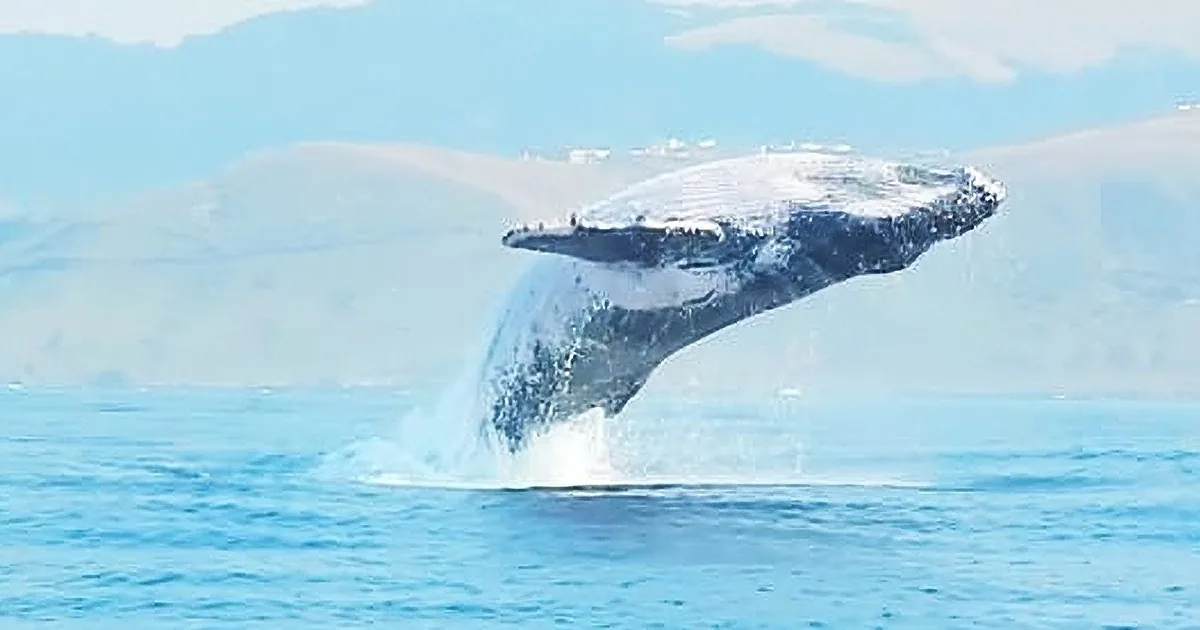 This Video Is Making a Splash: Watch a 40 Ton Humpback Whale Leap Clear out of the Water.