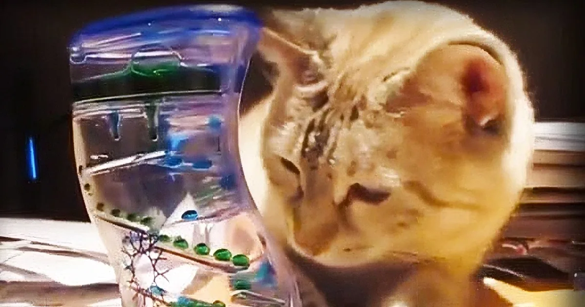 Watch as This Adorable Cat Becomes Completely Mesmerized by This Bubble Timer