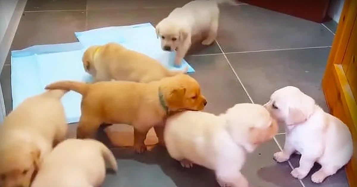 Your Heart Will Burst as These Golden Labrador Puppies Provide You With a Cuteness Overload