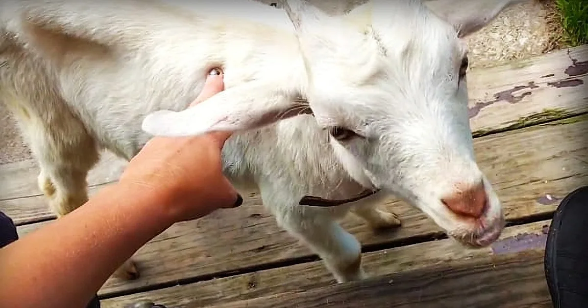 A white goat is being petted by a person's hand on a wooden deck.