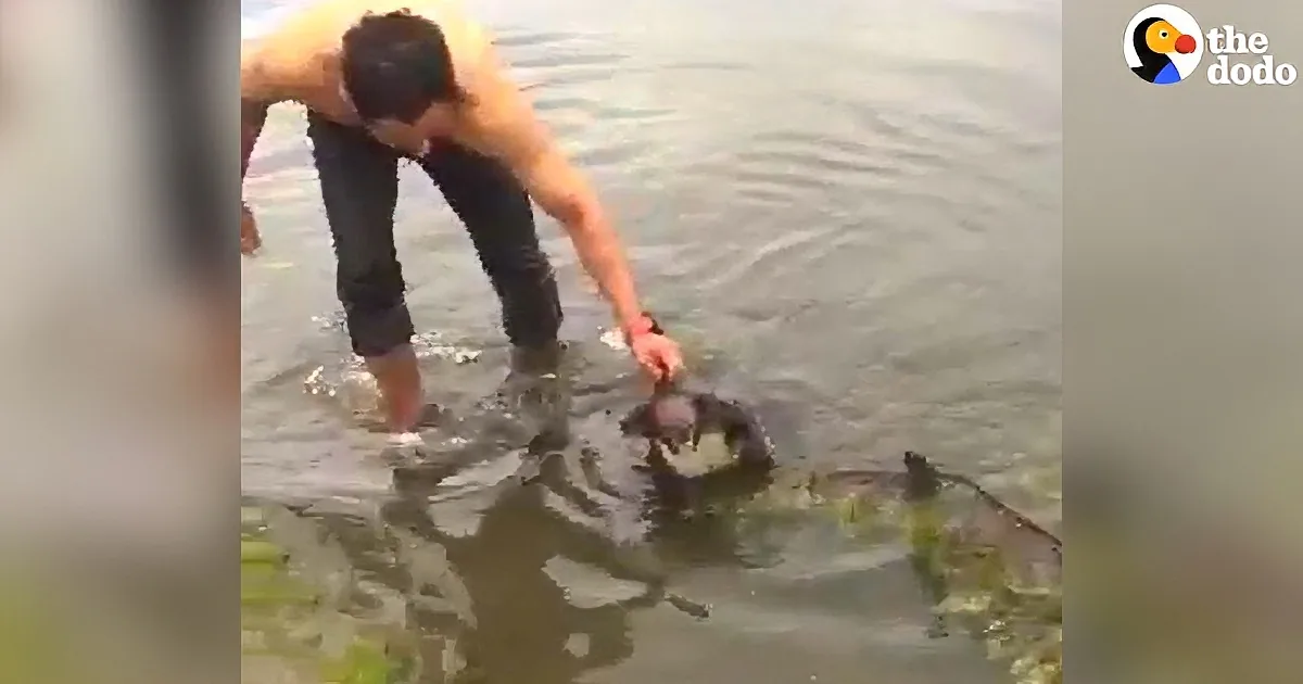 Riding His Bike He Sees Something Bizarre in the Water and Immediately Jumps In