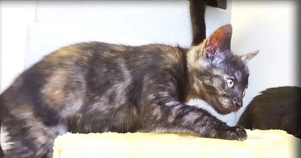 She Sees Strange Box at Bus Stop, Goes for Closer Look and Hears Crying...