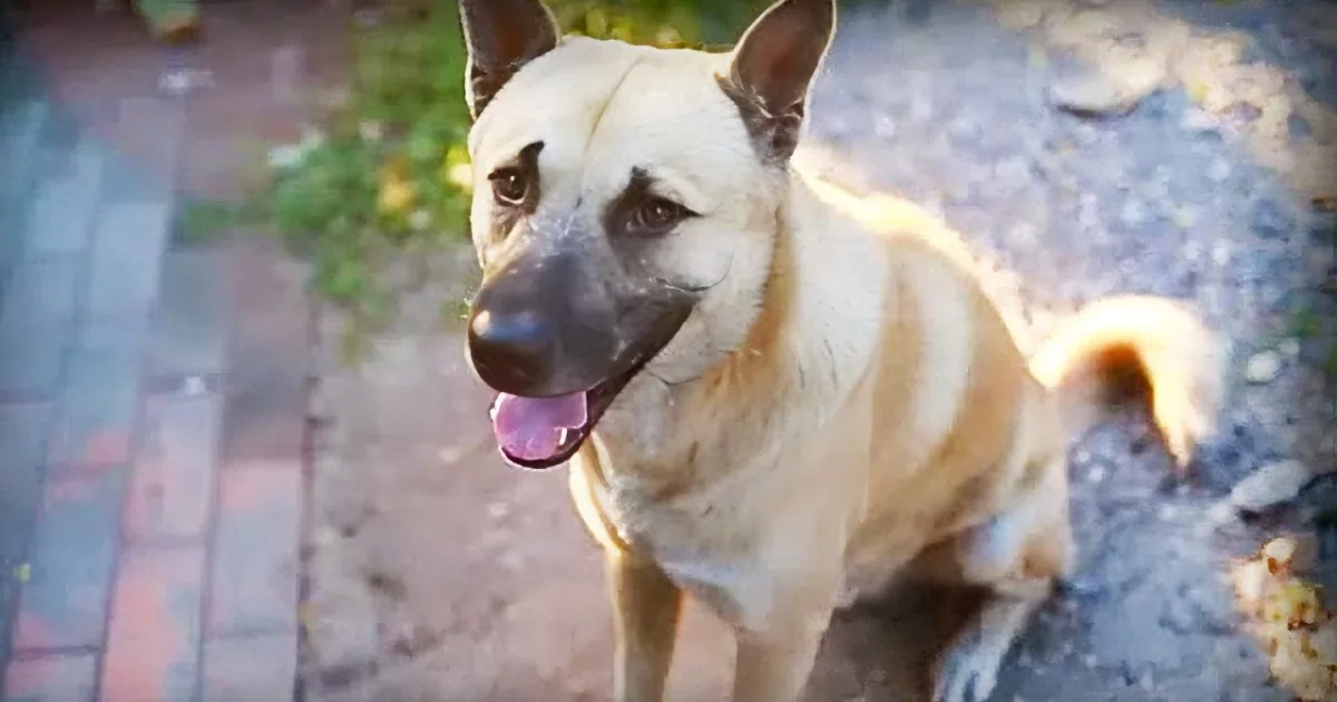 A German Shepherd dog with a light tan coat and black muzzle sits outdoors, tongue out, on a paved surface.