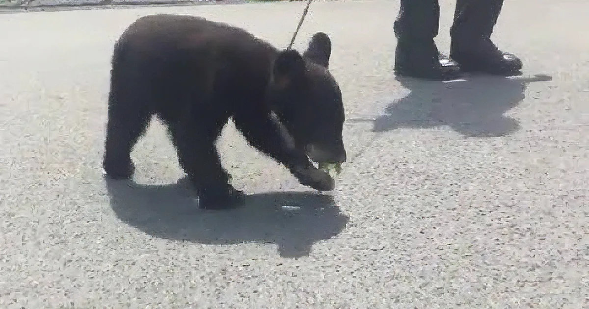 A small black bear cub on a leash walks on pavement, holding a green object in its mouth.