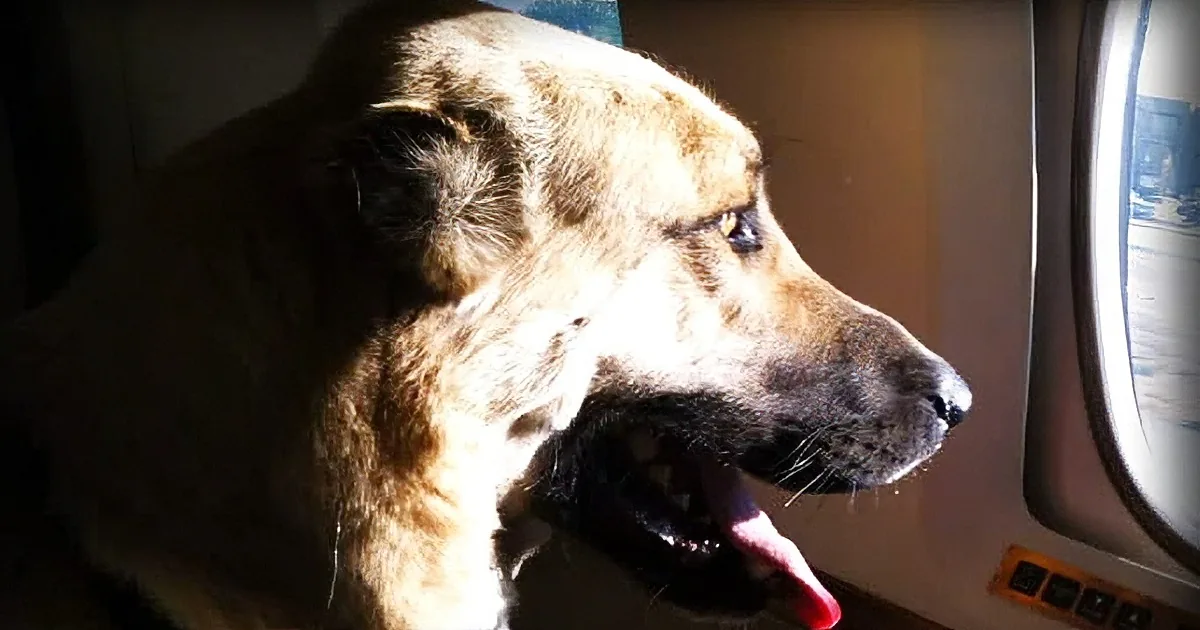 Airlines Refuse to Fly Marine''s Dogs Home, What This Stranger Does Next Leaves Him in Awe