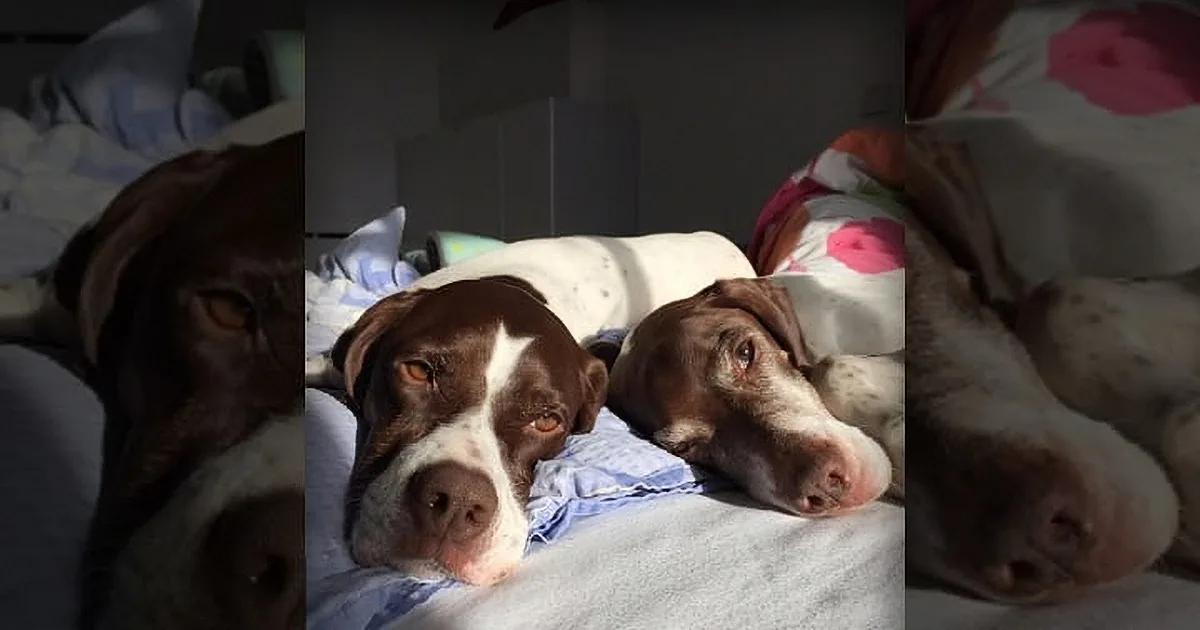 A dog with brown and white fur rests on a bed with a white and blue blanket, surrounded by other dogs.