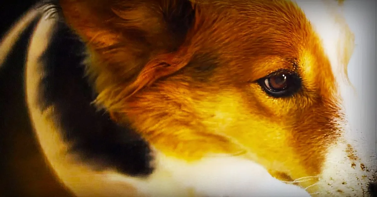 If You See a Dog With a Scarf Wrapped Around Its Body, Here''s What It Means