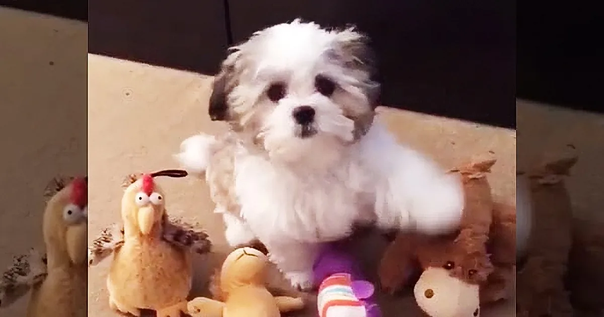 Adorable Little Dog Is Asked, ''Who''s Your Best Friend?'' His Response Is Hilarious