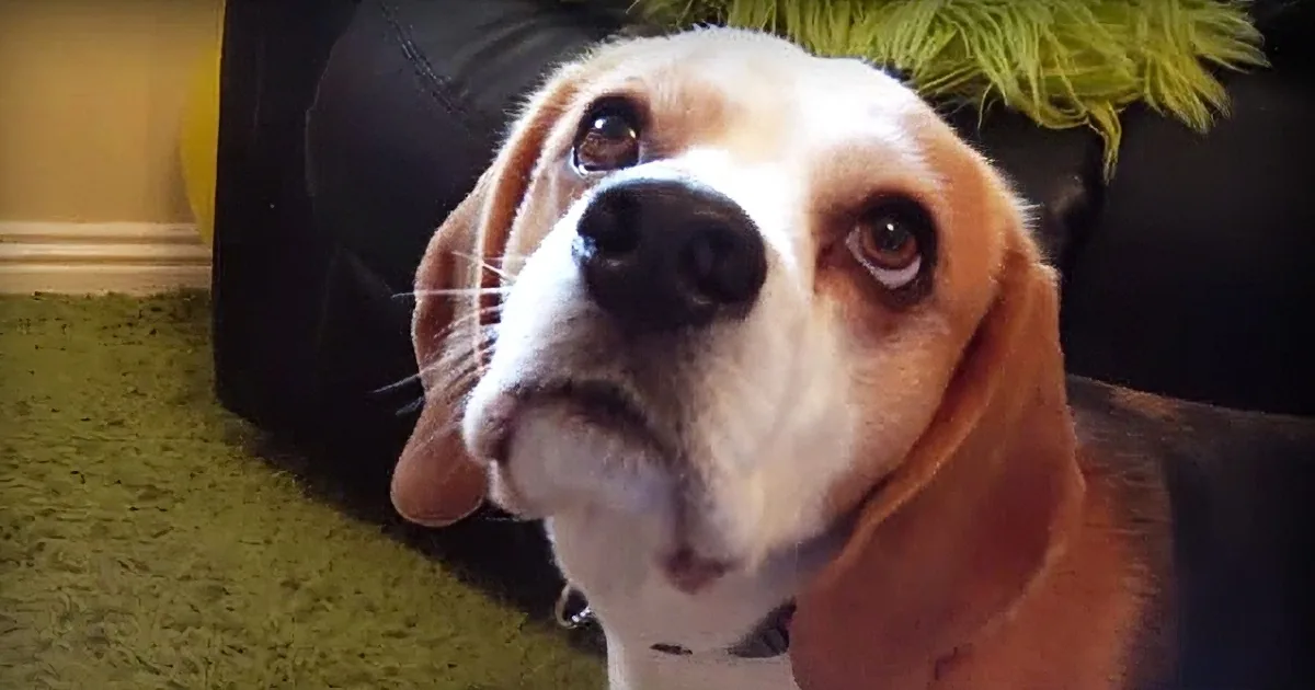 A close-up of a beagle dog with a curious expression, looking directly at the camera.