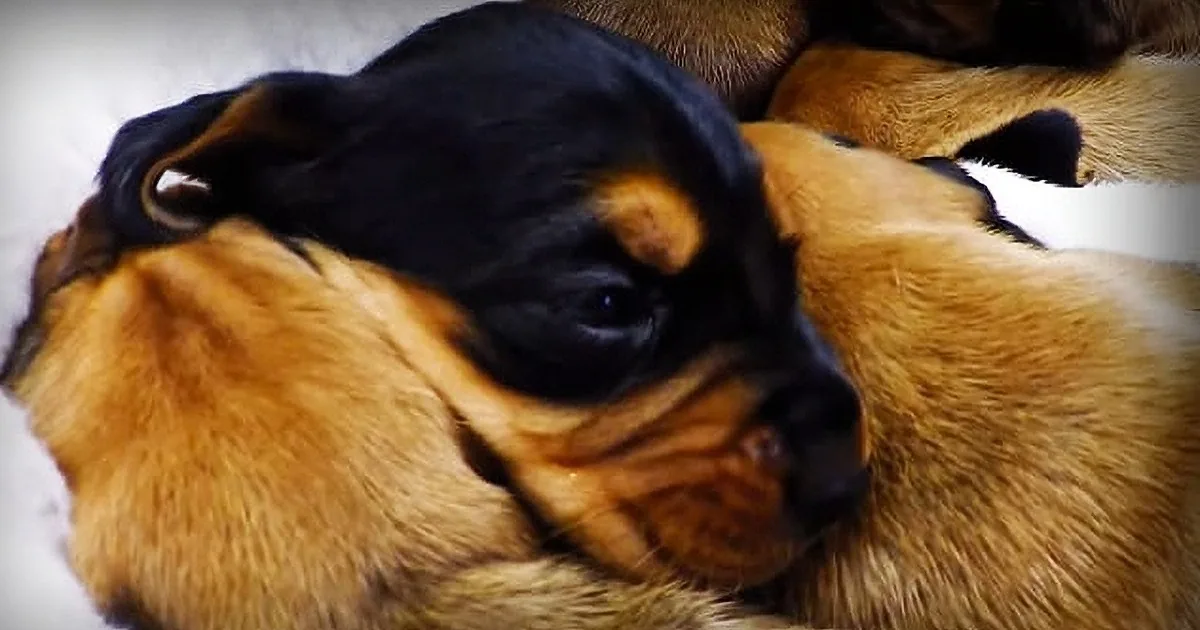 This Litter of Rescued Puppies Napping in a Basket Are Too Adorable for Words