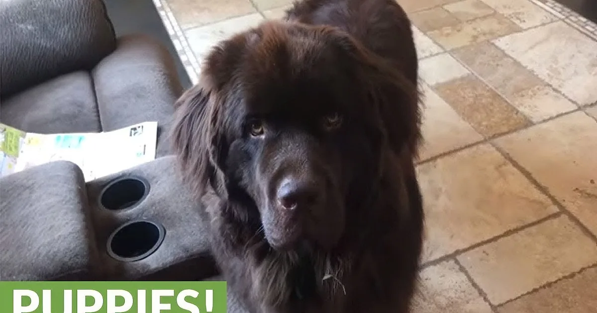 Watch as This Intelligent and Huge One Year Old Dog Shows off His Impressive New Trick