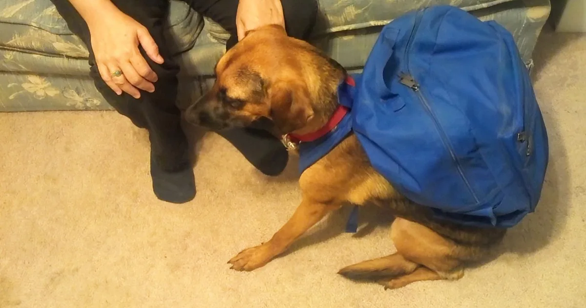 A German Shepherd dog wearing a blue backpack sits on the floor, looking down.