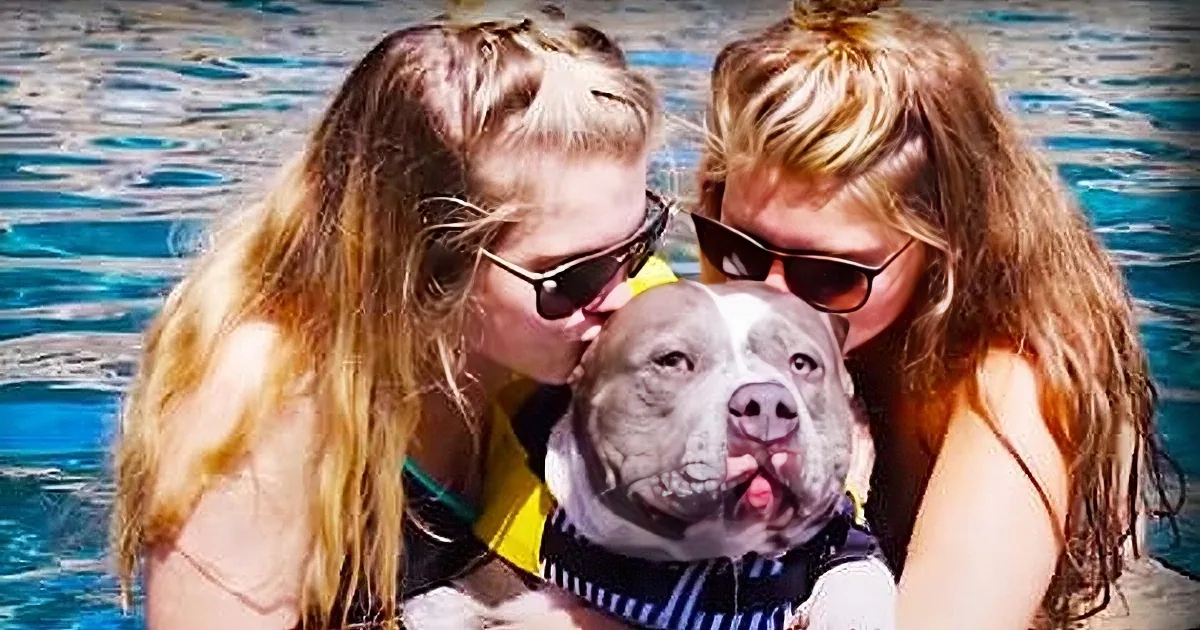 Abandoned in a House for a Month and Shot When He Escaped, a Dog Is Finally Rescued