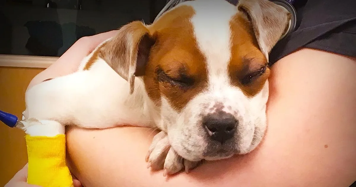 10 Week-Old Puppy Survives and Thrives After Metal Rod Is Removed From His Head