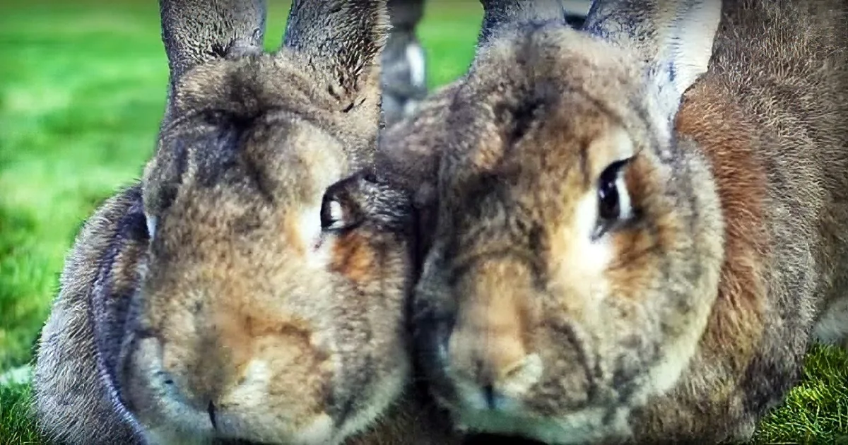 What's in Those Carrots? Colossal Bunny Weighs 50 Pounds. His Son May Grow up to Be Even Bigger