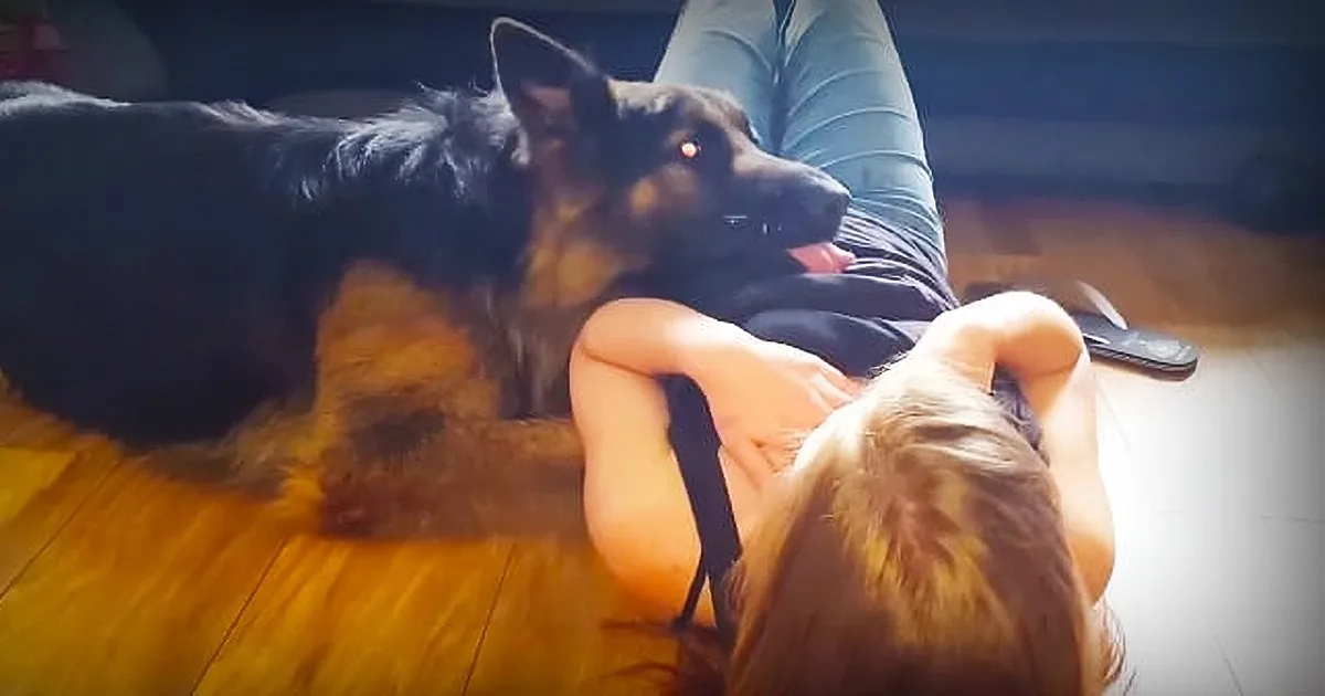 A German Shepherd dog lies on a wooden floor, gazing intently, with a person sitting nearby.