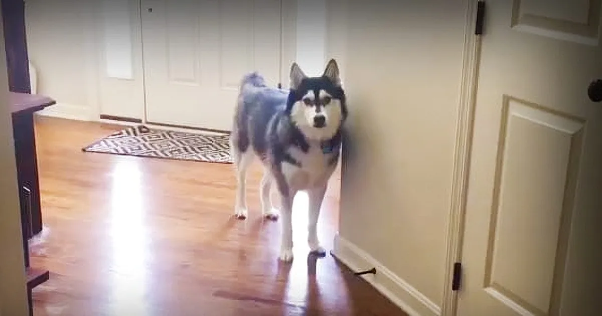 Watch as This Husky Makes It Totally Clear That He''s Ready to Go for a Walk