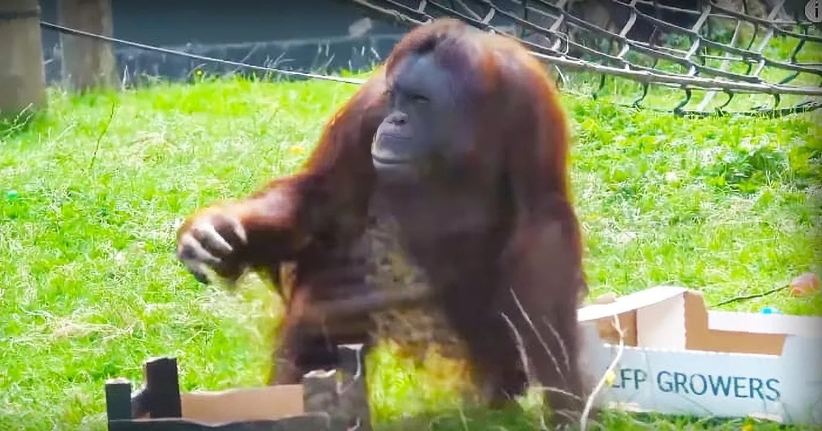 Watch as This Extremely Tidy Orangutan Mother Puts Toys Away After Playtime Is Over