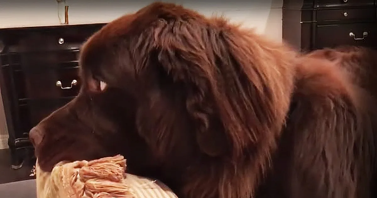 Watch as This Dog Returns a Stolen Pillow Before Trying to Steal It Right Back