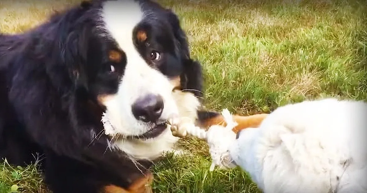 This Bernese Mountain Dog Wins This Game of Tug of War Against a Puppy Without Even Trying