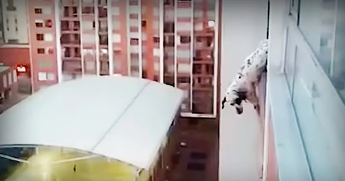 He Hears Dog Crying and Dangling From Balcony. That''s When He Jumps Into Action