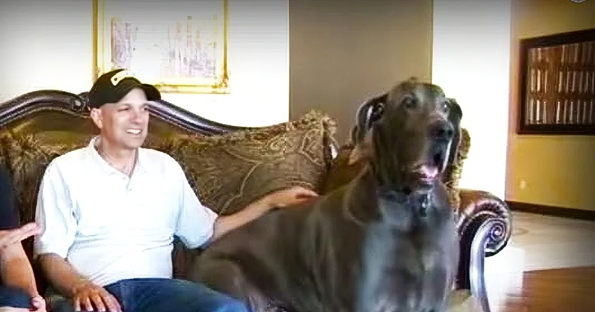 A man in a white shirt and cap sits on a couch, petting a large brown dog.