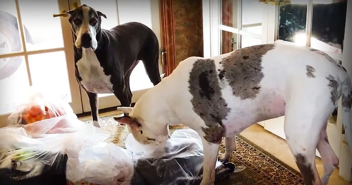 These Great Danes Are Helping to Send Donations to Hurricane Harvey Victims