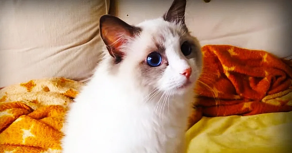This Cat Is Totally Fascinated by the Birds on TV and Can''t Stop Looking at Them