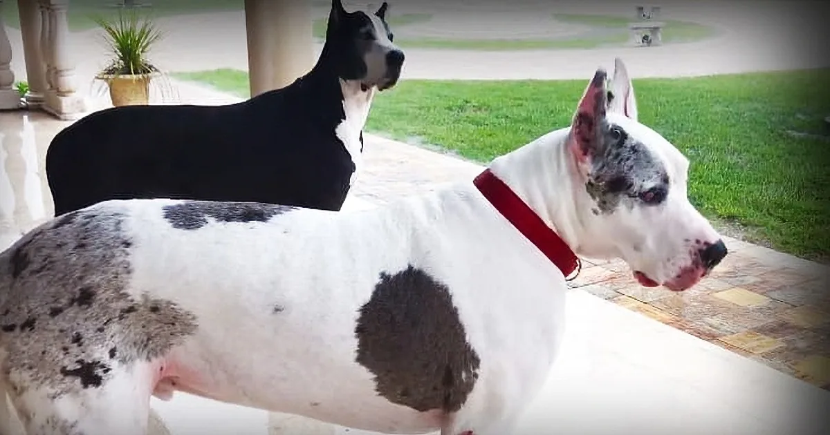These Great Danes Are Totally Enthralled by This Torrential Downpour in Florida
