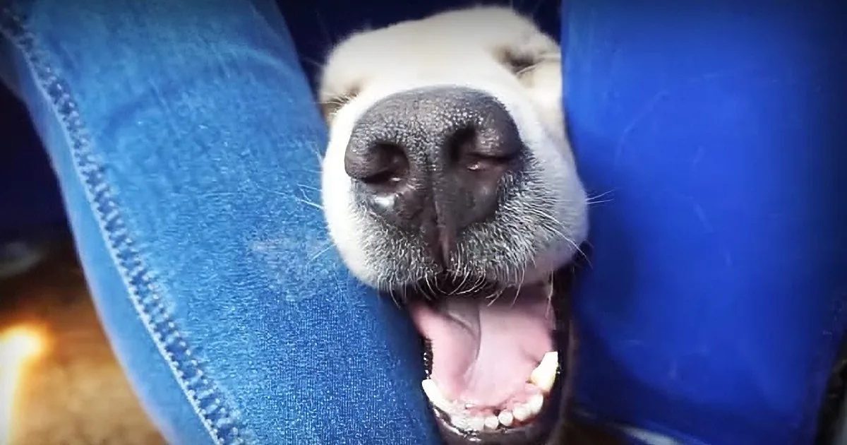 A dog's face is nestled between blue jeans, with its eyes closed and tongue slightly out.