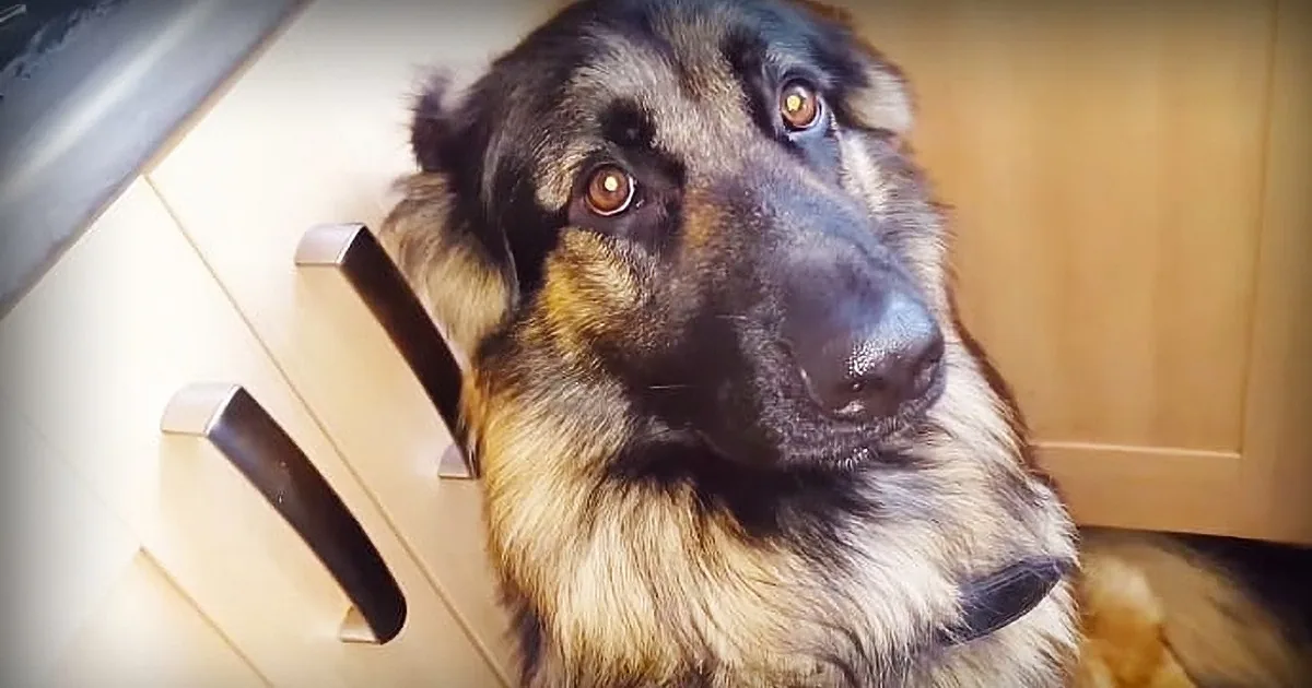 A German Shepherd dog with a mix of brown and black fur is looking directly at the camera.
