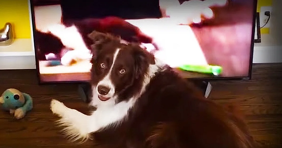 When This Excitable Dog Sees Himself on Tv for the First Time, He Totally Freaks Out