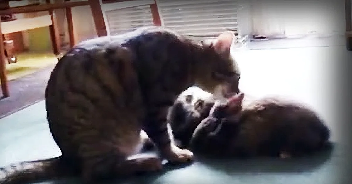 Watch as These Eager Rabbits Line up in Order to Be Lovingly Groomed by This Cat