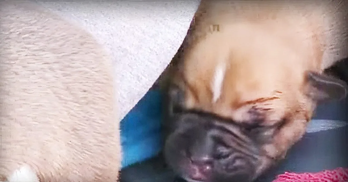 A close-up of a light-colored dog's face, possibly a pug, with its eyes closed and a blue blanket underneath.