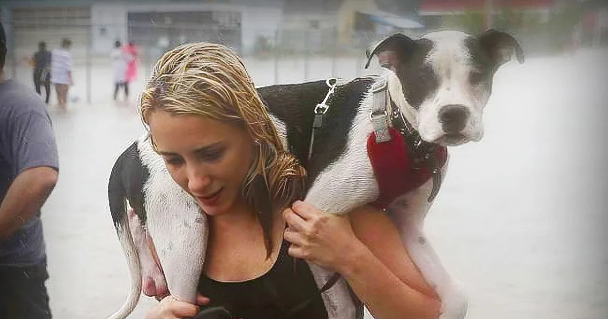 A woman pets a black and white dog wearing a red harness in a flooded area.