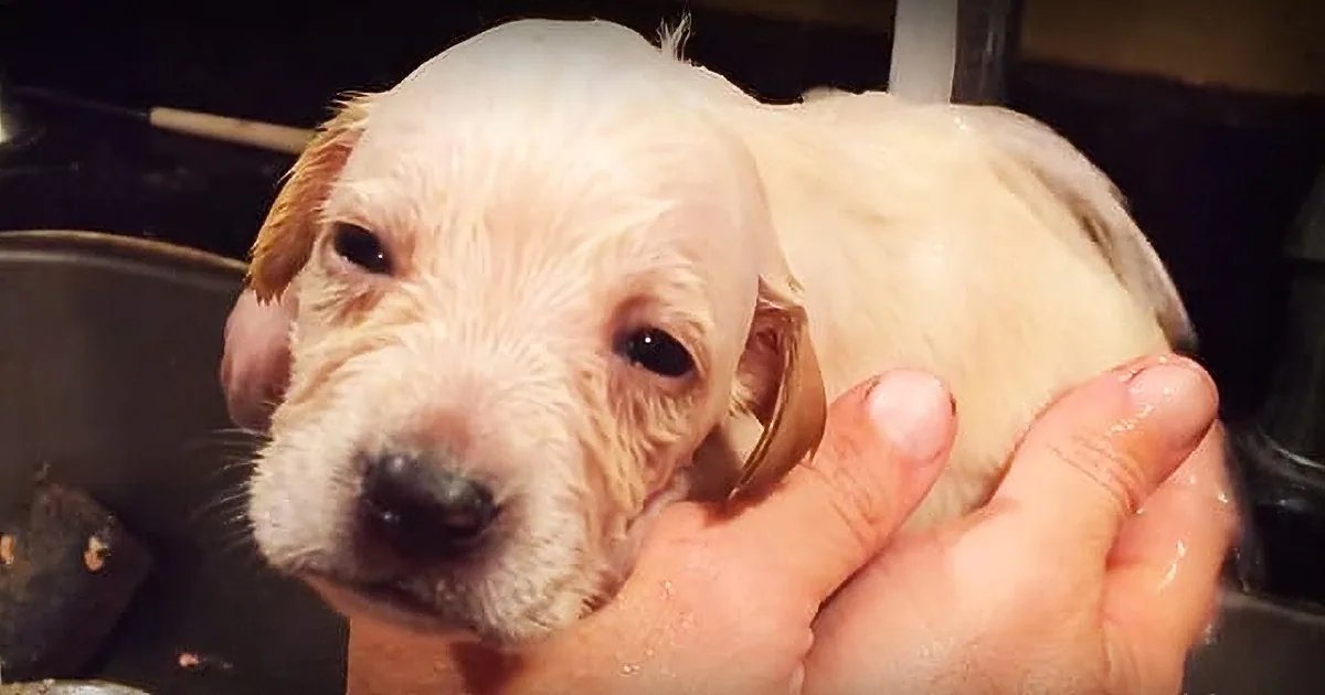 A wet, fluffy puppy is being held and bathed by a person's hands.