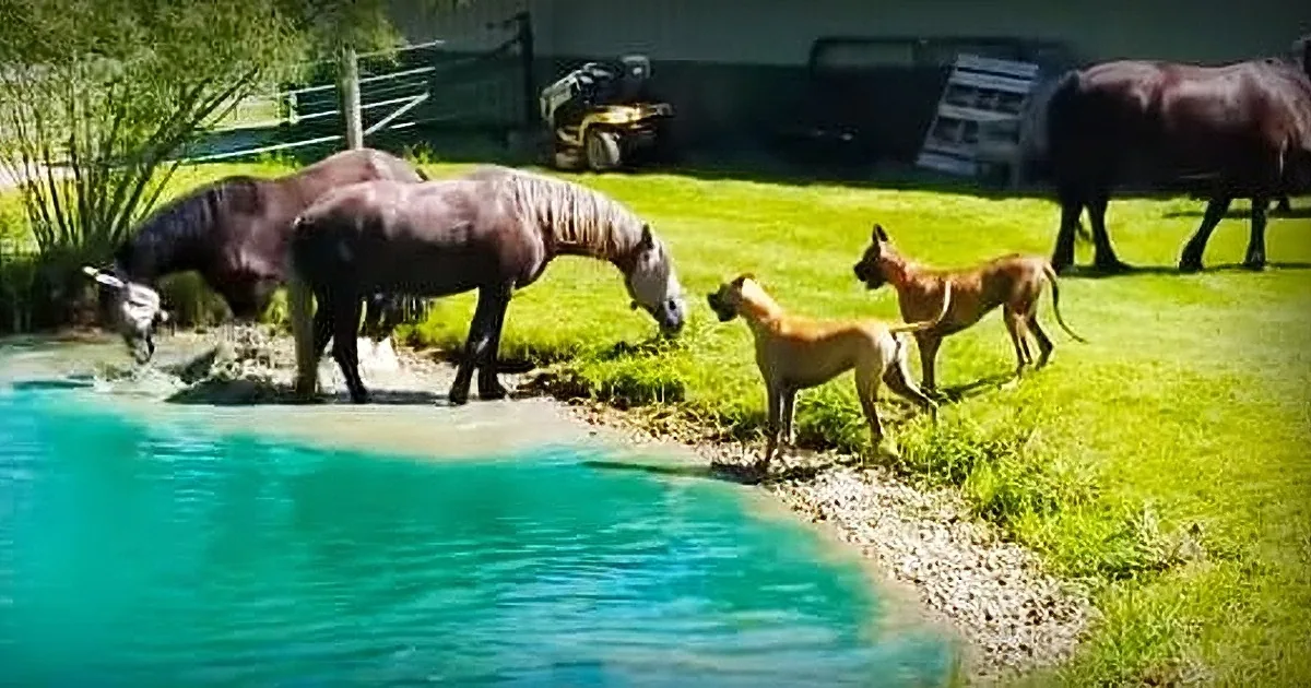 These Great Danes Are Absolutely Captivated by These Water-Splashing Horses