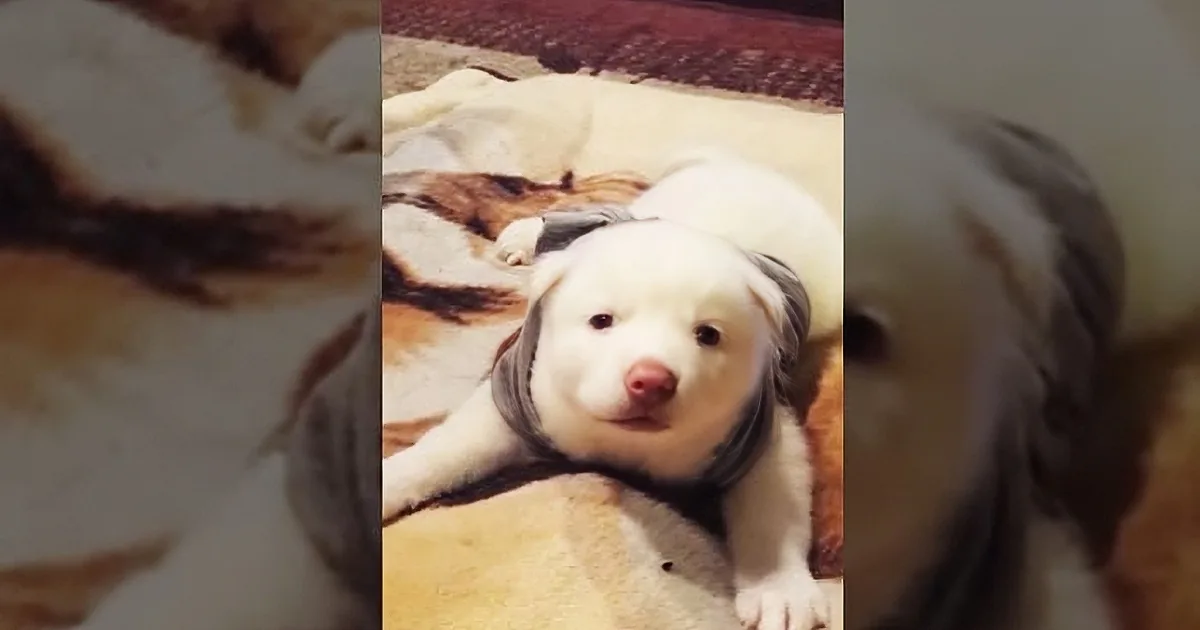 Breeder Tries to Put a Husky Puppy to Sleep Moments After He''s Born for a Terrible Reason