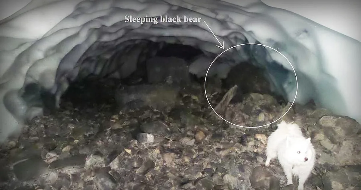 A white fox stands near a cave entrance, with a sleeping black bear inside, indicated by an arrow and circle.