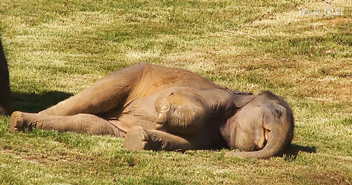 An elephant is lying on its side on a grassy field, appearing relaxed.