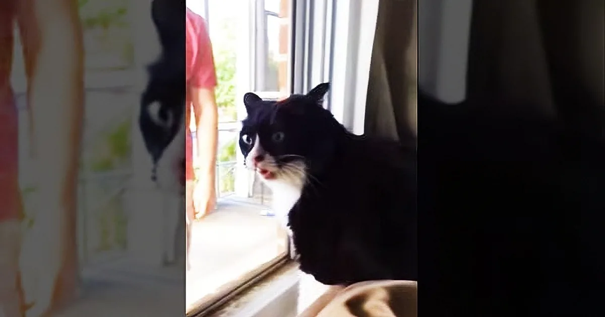When a Cat Finds out His New Roommate Is a Dog, He Has an Epic Feline Meltdown