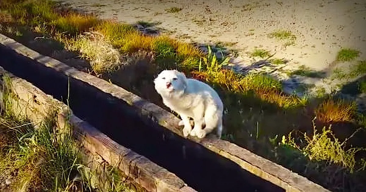Homeless Puppy Incredibly Happy When Found by a Man out on His Daily Jog