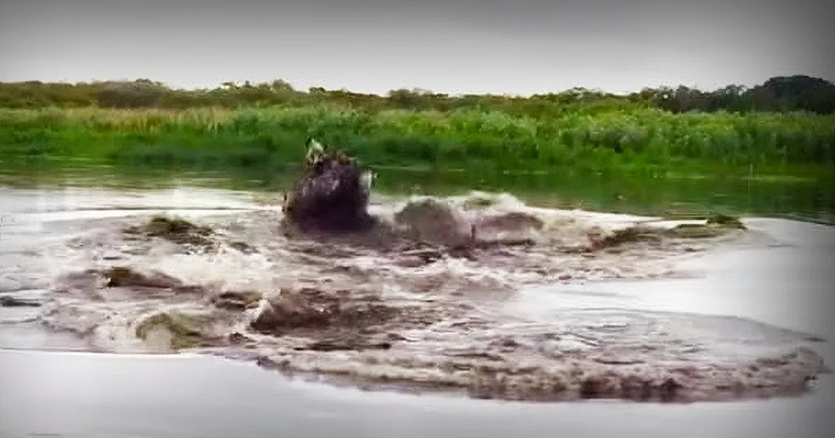 Would You Swim Here? a Little Splash Makes the Water Explode With Monstrous Thrashing