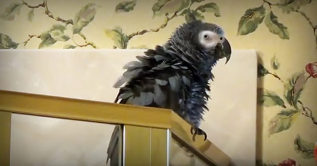 Check out This Amusing Conversation Between a Clever Parrot and His Human Friend