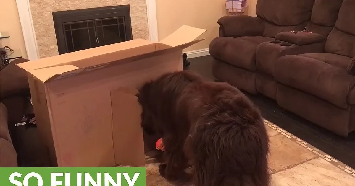 This Adorably Playful Dog Is Way Too Big for This Little Girl''s Boxy Playhouse