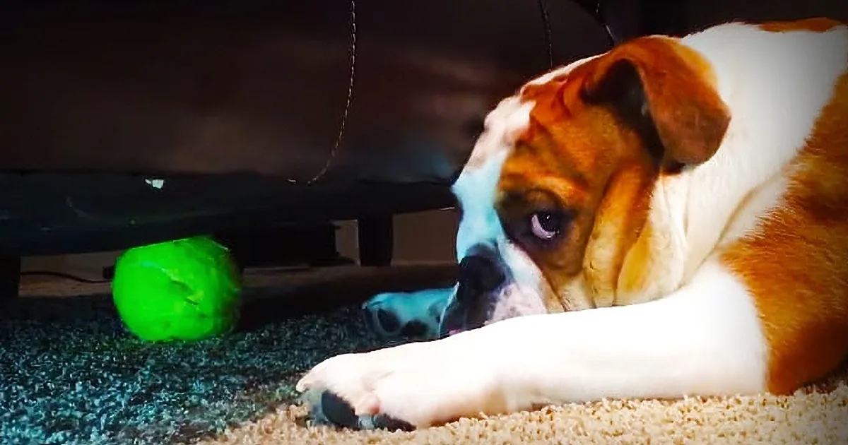 This Frustrated Bulldog Is Having No Luck as He Tries to Reach His Tennis Ball